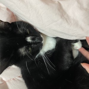 고양이 실종 코리아쇼트헤어 인천광역시 부평구