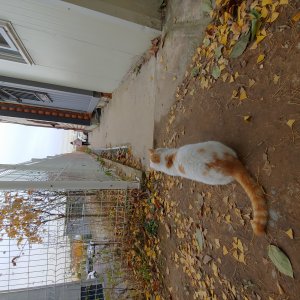 고양이 주인을 찾습니다 고양이 전단지