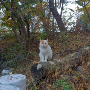 고양이 목격 이그저틱쇼트헤어 경기도 오산시