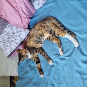 고양이를 찾습니다 고양이 전단지