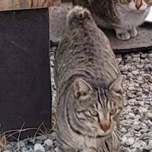 고양이를 찾습니다 고양이 전단지