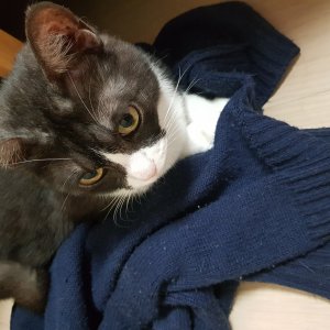 고양이 실종 코리아쇼트헤어 경상남도 양산시