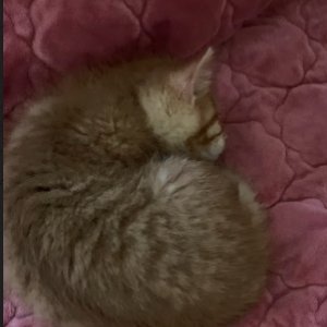 고양이 실종 코리아쇼트헤어 서울특별시 광진구