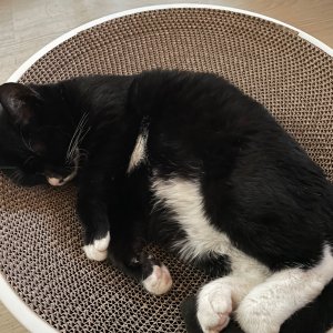 고양이 주인을 찾습니다 고양이 전단지
