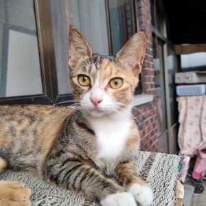 고양이 실종 코리아쇼트헤어 광주광역시 광산구