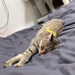 고양이 구조 코리아쇼트헤어 경기도 안산시 상록구
