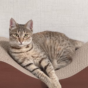 고양이 주인을 찾습니다 고양이 전단지