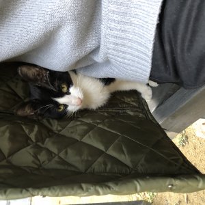 고양이 주인을 찾습니다 고양이 전단지