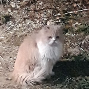 고양이 목격 페르시안 강원도 강릉시