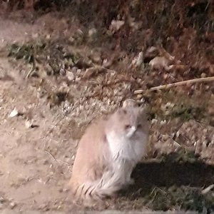 고양이 주인을 찾습니다 고양이 전단지