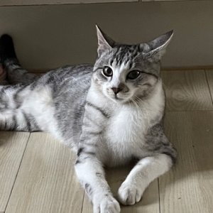 고양이 주인을 찾습니다 고양이 전단지
