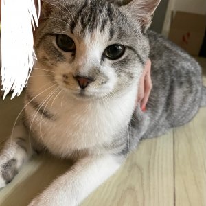 고양이 목격 아메리칸쇼트헤어 경기도 의왕시