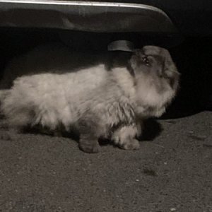 고양이 목격 기타묘종 대구광역시 중구