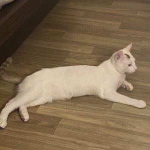 고양이를 찾습니다 고양이 전단지