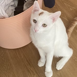 고양이 실종 코리아쇼트헤어 전라남도 여수시