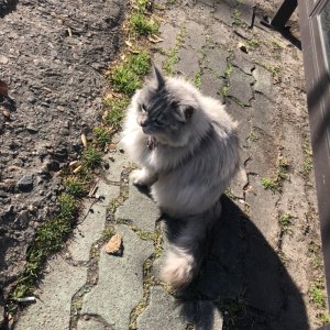 고양이 주인을 찾습니다 고양이 전단지