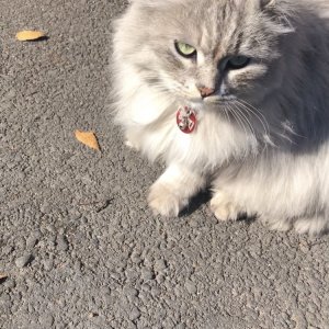 고양이 목격 페르시안 대구광역시 달성군
