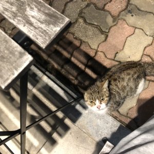 고양이 주인을 찾습니다 고양이 전단지