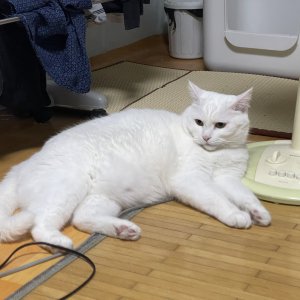 고양이를 찾습니다 고양이 전단지