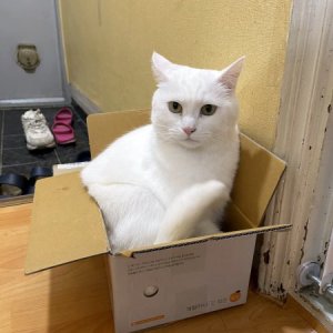 고양이 실종 터키시앙고라 충청북도 청주시 상당구