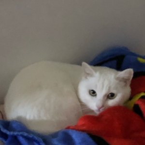 고양이를 찾습니다 고양이 전단지