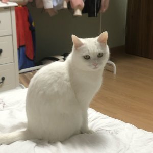 고양이 실종 터키시앙고라 전라북도 완주군