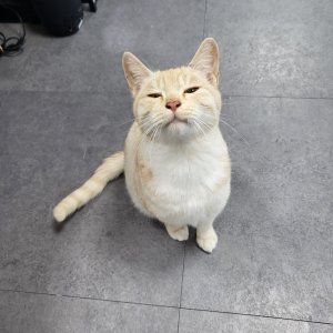 고양이 실종 코리아쇼트헤어 경기도 이천시