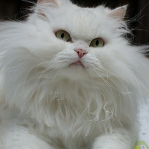 고양이 실종 페르시안 강원도 춘천시