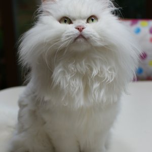 고양이를 찾습니다 고양이 전단지
