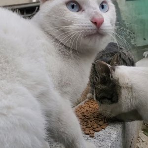 고양이 주인을 찾습니다 고양이 전단지