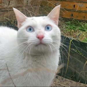 고양이 목격 터키시앙고라 서울특별시 동작구