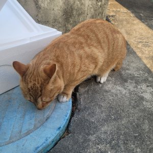 고양이 목격 코리아쇼트헤어 대구광역시 남구