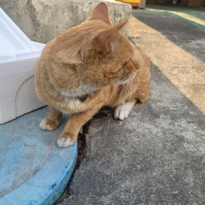 고양이 주인을 찾습니다 고양이 전단지