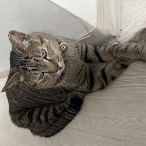 고양이를 찾습니다 고양이 전단지
