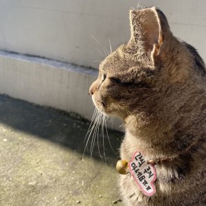고양이 실종 코리아쇼트헤어 인천광역시 미추홀구