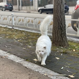 고양이 주인을 찾습니다 고양이 전단지