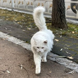 고양이 목격 페르시안 경기도 과천시