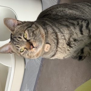 고양이를 찾습니다 고양이 전단지