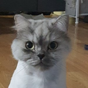 고양이 실종 친칠라캣 대구광역시 북구