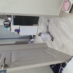 고양이를 찾습니다 고양이 전단지