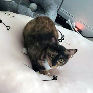 고양이 실종 코리아쇼트헤어 대전광역시 서구