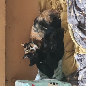 고양이 주인을 찾습니다 고양이 전단지