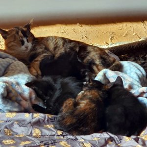고양이 목격 코리아쇼트헤어 전라북도 전주시 완산구