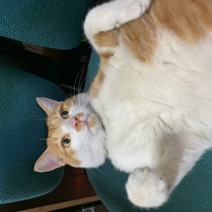 고양이 실종 코리아쇼트헤어 경기도 성남시 수정구