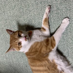 고양이를 찾습니다 고양이 전단지