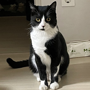 고양이 실종 코리아쇼트헤어 경기도 연천군