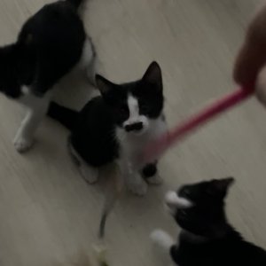 고양이를 찾습니다 고양이 전단지