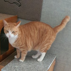 고양이를 찾습니다 고양이 전단지