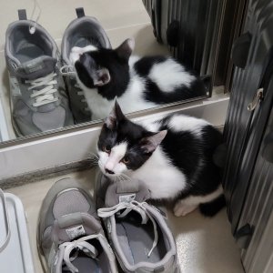 고양이 실종 코리아쇼트헤어 경기도 의정부시