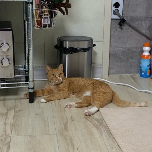 고양이를 찾습니다 고양이 전단지